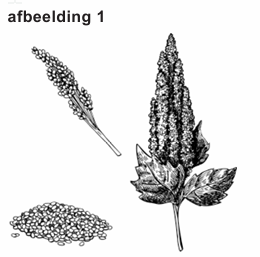 Bronafbeelding bij vraag 36