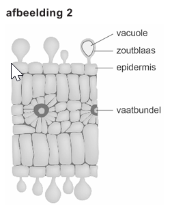 Bronafbeelding bij vraag 44