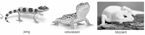 Bronafbeelding bij vraag 51